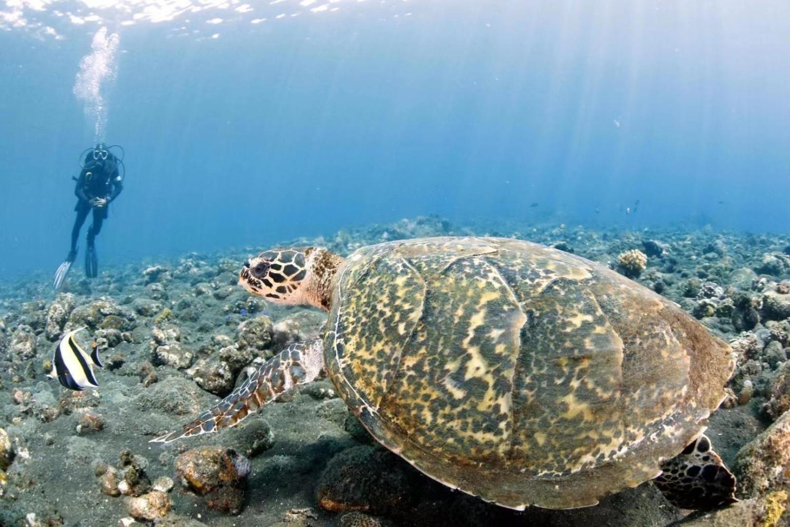 Villa Alba Bali Dive Resort Tulamben Εξωτερικό φωτογραφία