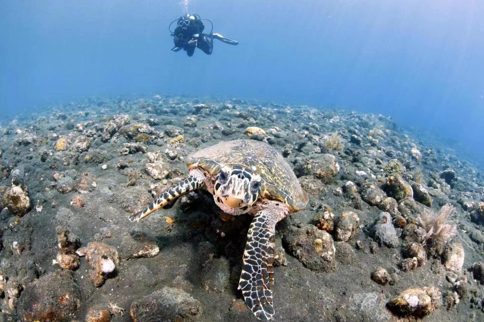 Villa Alba Bali Dive Resort Tulamben Εξωτερικό φωτογραφία
