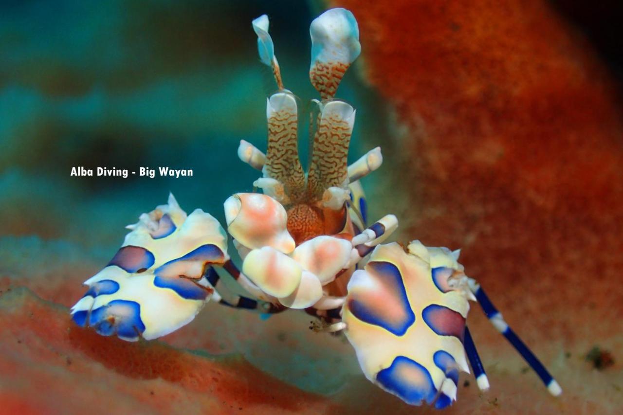 Villa Alba Bali Dive Resort Tulamben Εξωτερικό φωτογραφία