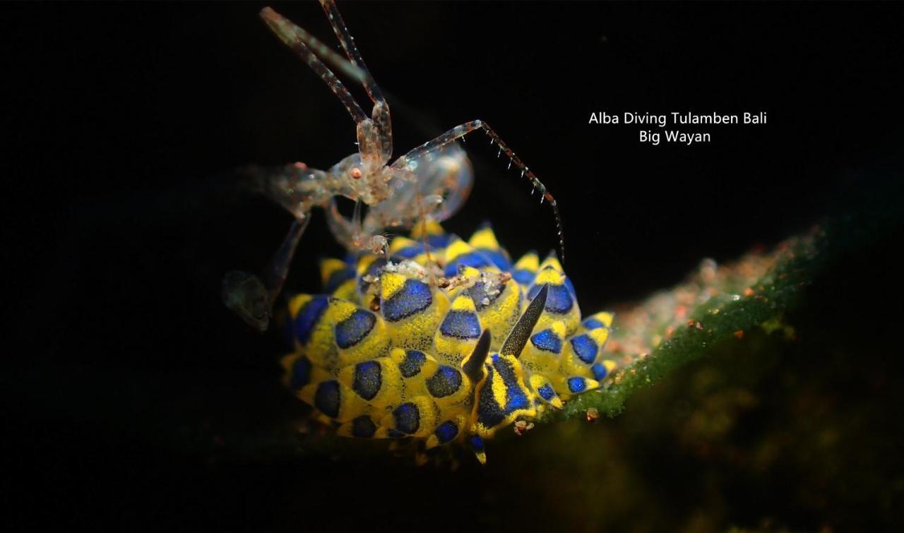Villa Alba Bali Dive Resort Tulamben Εξωτερικό φωτογραφία